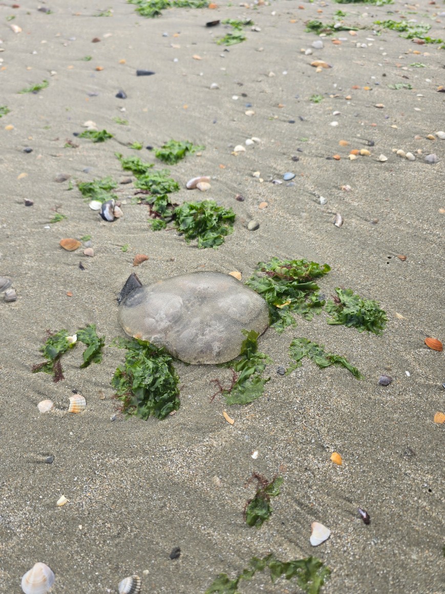 Jurnal de explorare în Săptămâna Verde – Ziua 5